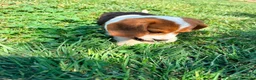 Beagle perros en venta: Beagle - Anuncio 10