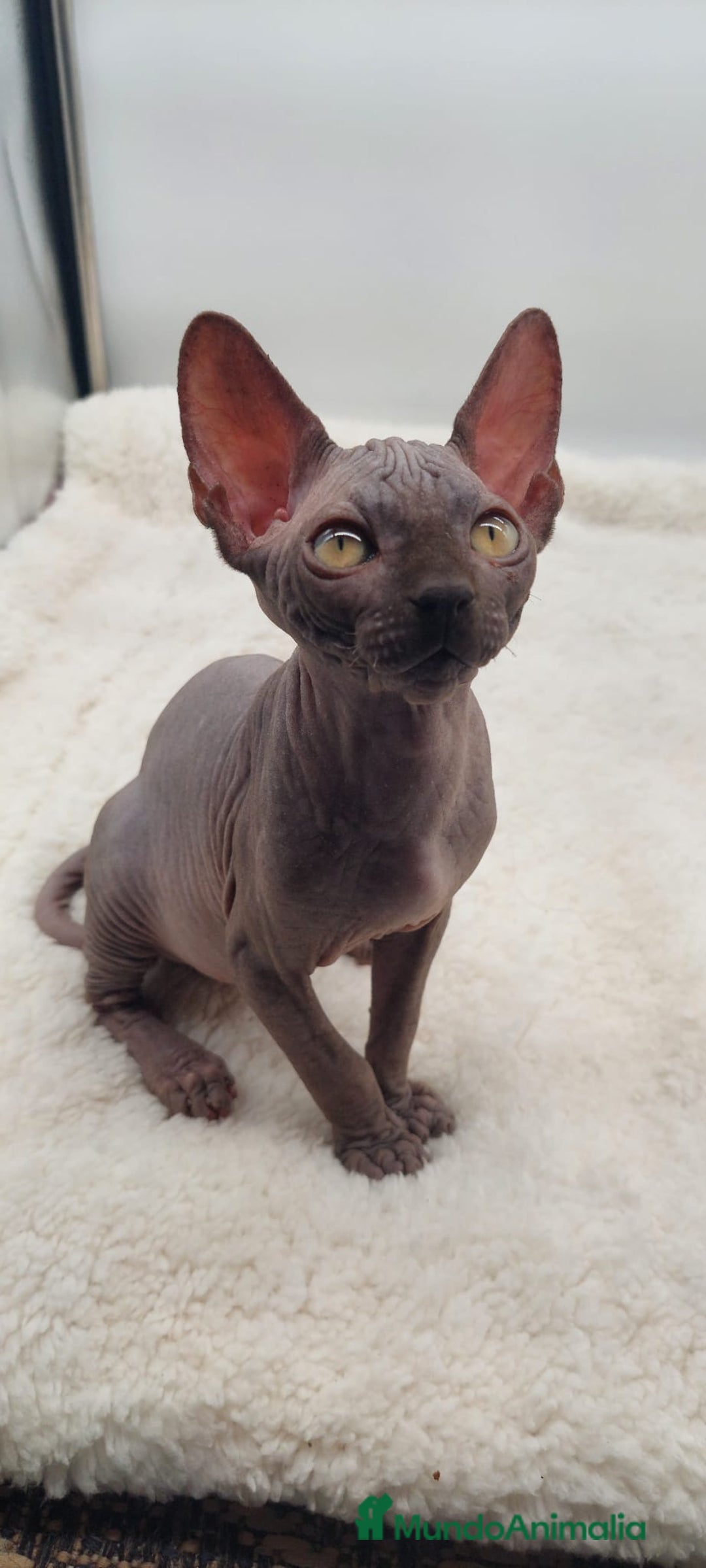 Sphynx gatos en venta: Machito sphynx  - Anuncio 4