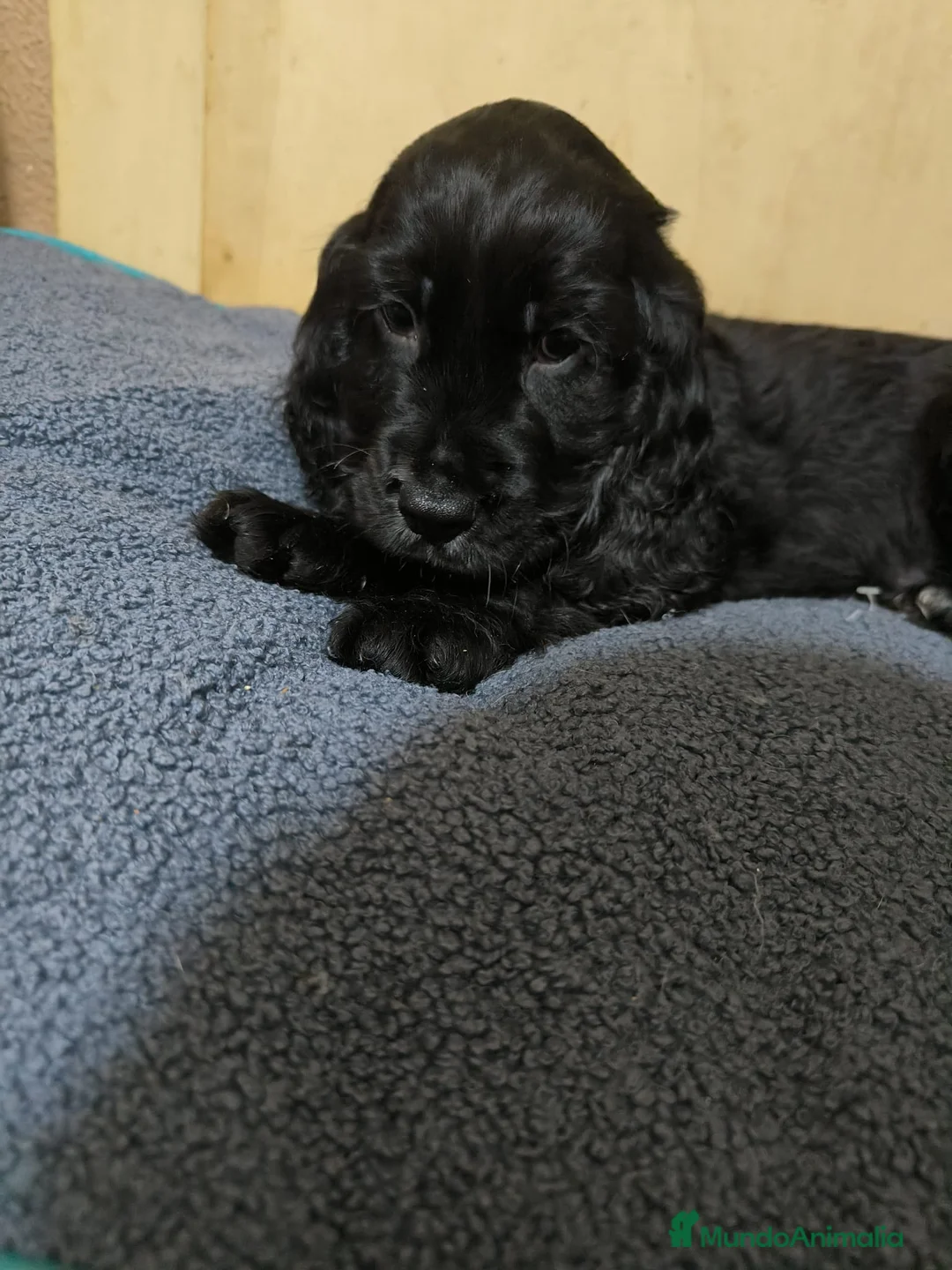 Cocker Spaniel Inglés perros en venta: Camada de Cocker en Madrid en Madrid - Anuncio 7