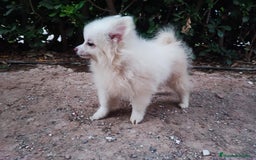 Pomerania perros en venta: Pomerania  - Imagen 2