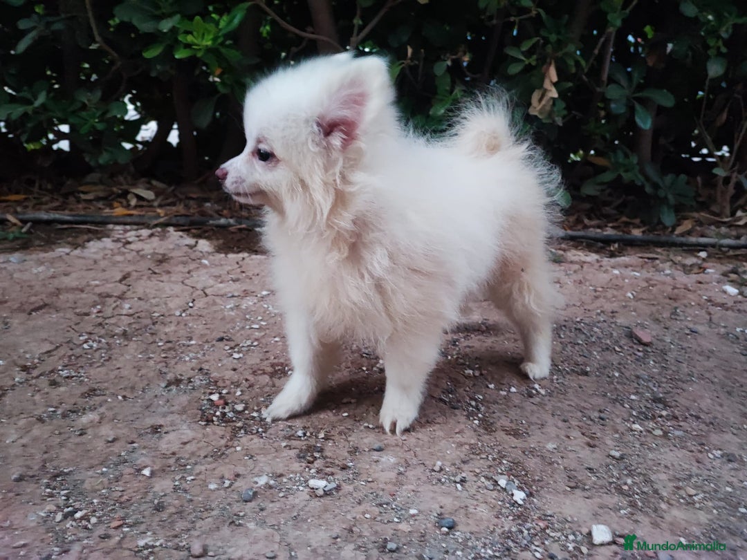 Pomerania perros en venta: Pomerania  - Imagen 2