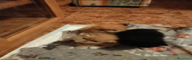 Persa 1