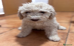 Perro de Agua Español perros en venta: Camada perro de agua Español  - Imagen 2