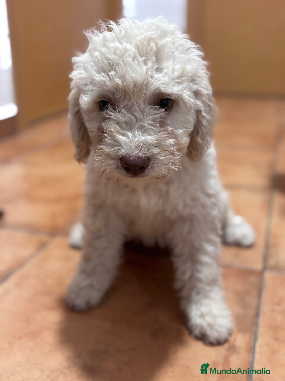 Perro de Agua Español perros en venta: Camada perro de agua Español  - Imagen 2
