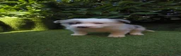 Border Collie perros en venta: border collie blue merle y blanco y negro - Anuncio 18