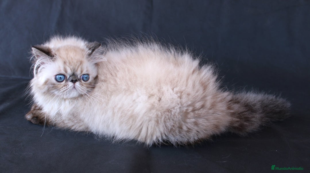 Persa gatos en venta: Persa Himalayo - Imagen 4