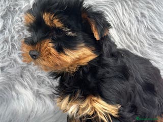 Yorkshire Terrier perros YORCSHIRE TERRIER MACHO DISPONIBLE en Barcelona - Anuncio 21