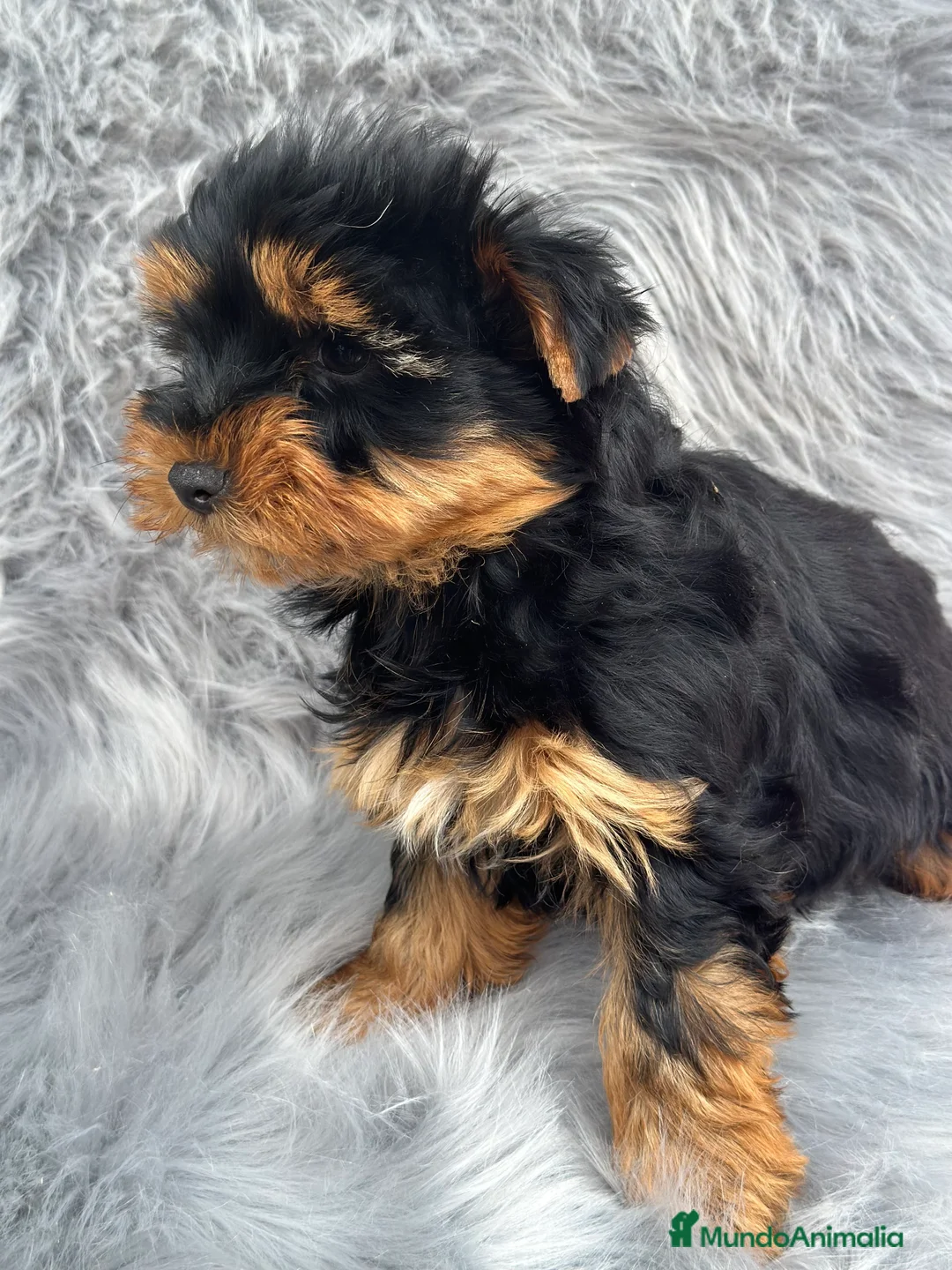 Yorkshire Terrier perros en venta: YORCSHIRE TERRIER MACHO DISPONIBLE en Barcelona - Anuncio 1