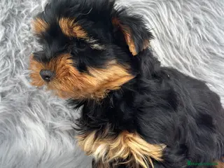 Yorkshire Terrier perros YORCSHIRE TERRIER MACHO DISPONIBLE en Barcelona - Anuncio 8