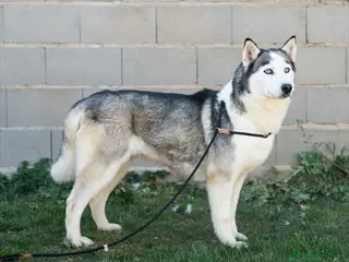 Husky Siberiano perros Hembras de husky siberiano adultas - Anuncio 1