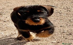 Teckel Miniatura perros en venta: Teckel miniatura  - Imagen 3
