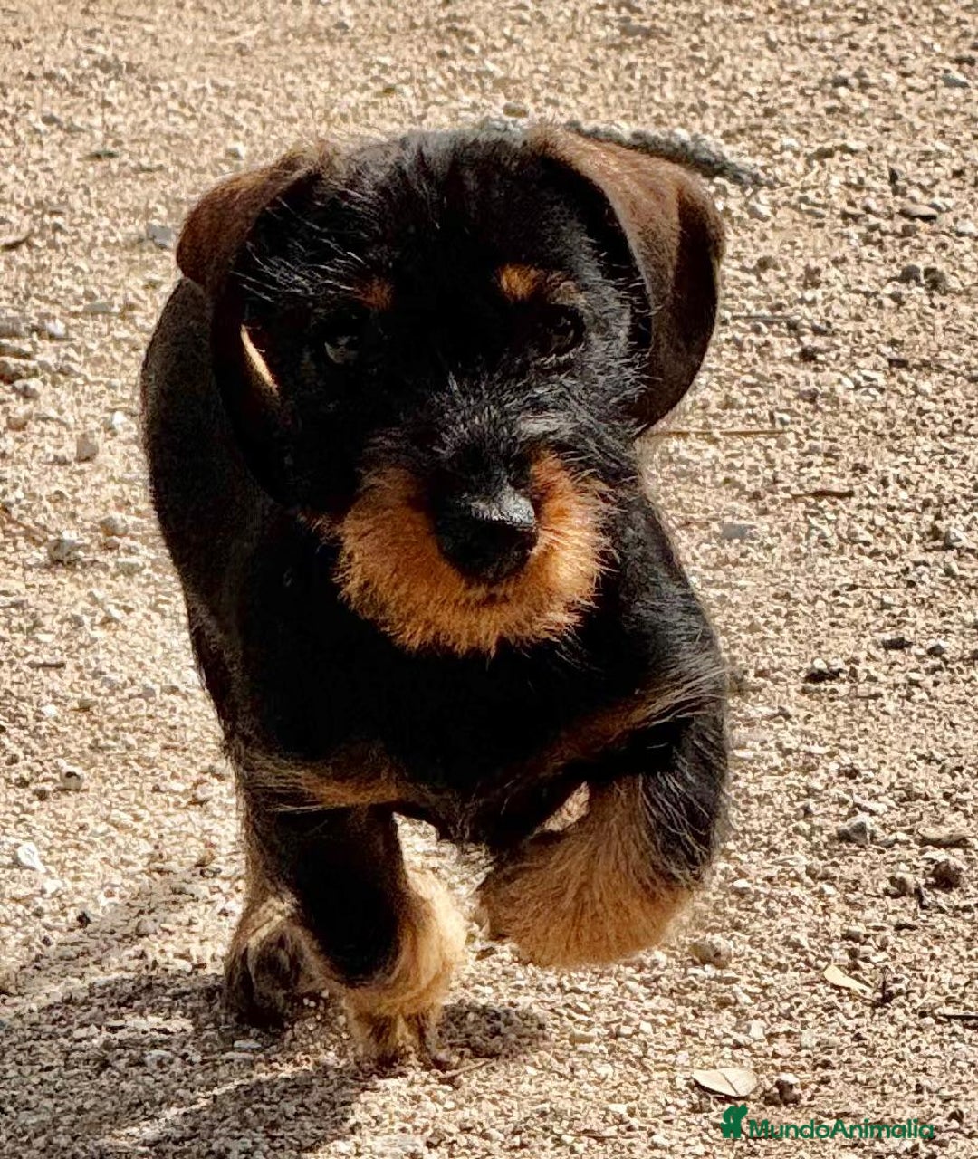 Teckel Miniatura perros en venta: Teckel miniatura  - Imagen 3
