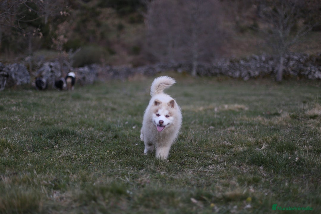 Pomsky perros en adopcion: Pomsky F4 en adopción! - Anuncio 4
