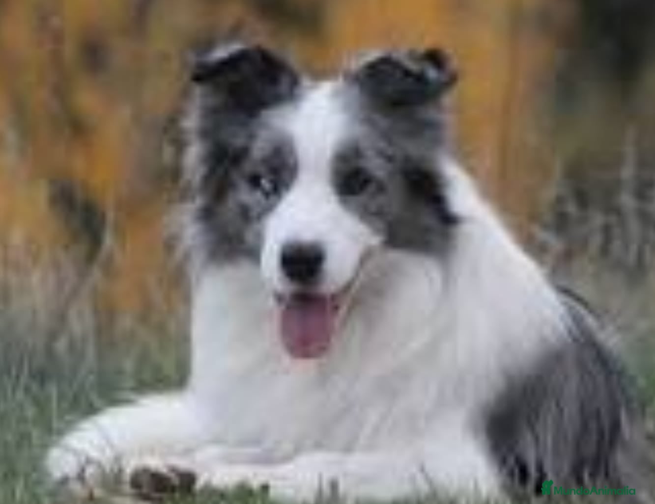 Border Collie perros Border collie  - Anuncio 2