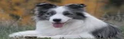 Border Collie perros en venta: Border collie  - Anuncio 1