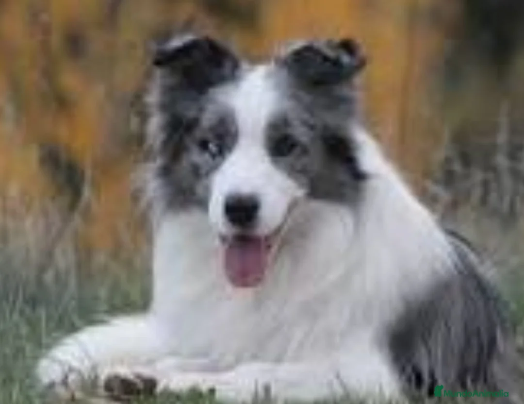 Border Collie perros en venta: Border collie  - Anuncio 1