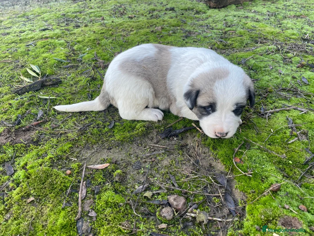 Mastín Español perros en venta: MASTINES  - Anuncio 5