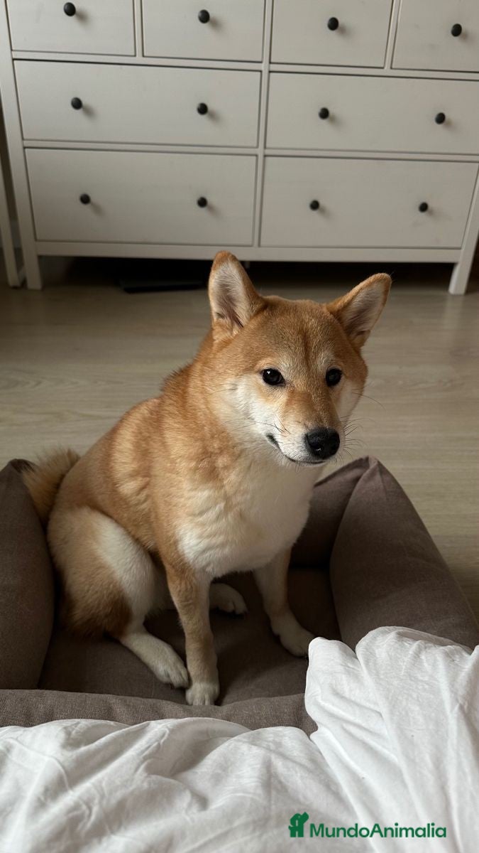 Shiba Inu perros Shiba Inu rojos machos disponibles preciosos - Anuncio 1