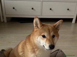 Shiba Inu perros Shiba Inu rojos machos disponibles preciosos - Anuncio 1