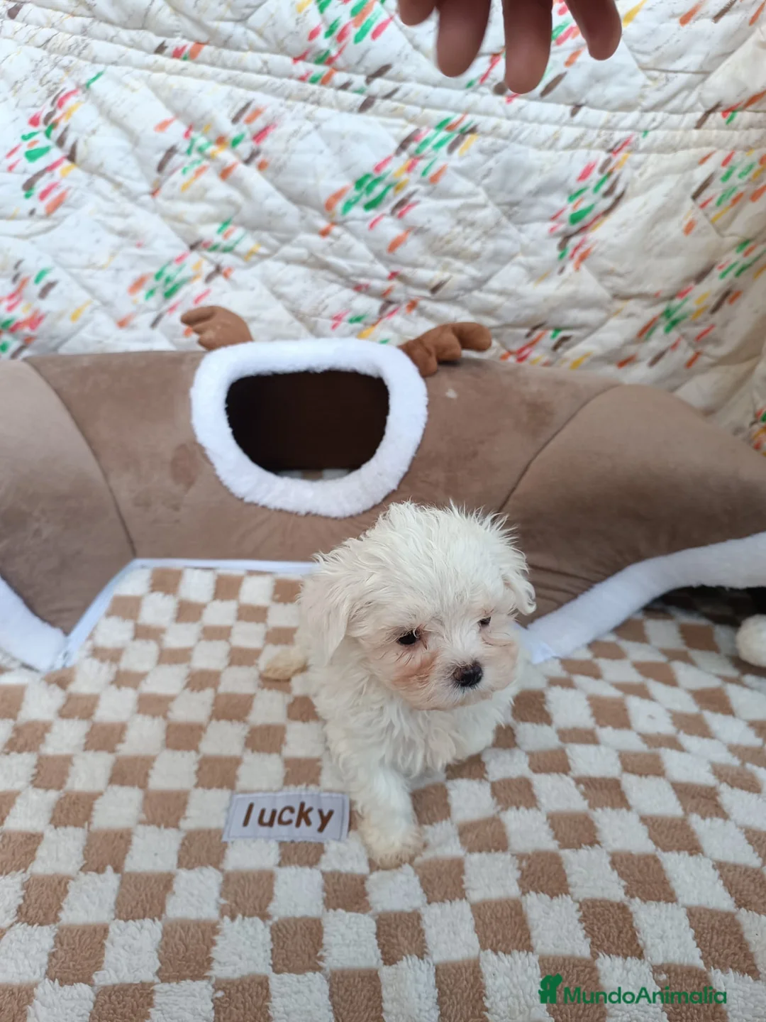 Bichón Maltés perros en venta: BICHÓN MALTES MACHITO - Anuncio 1