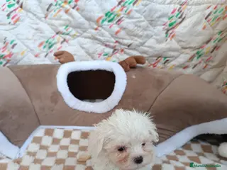 Bichón Maltés perros BICHÓN MALTES MACHITO - Anuncio 2