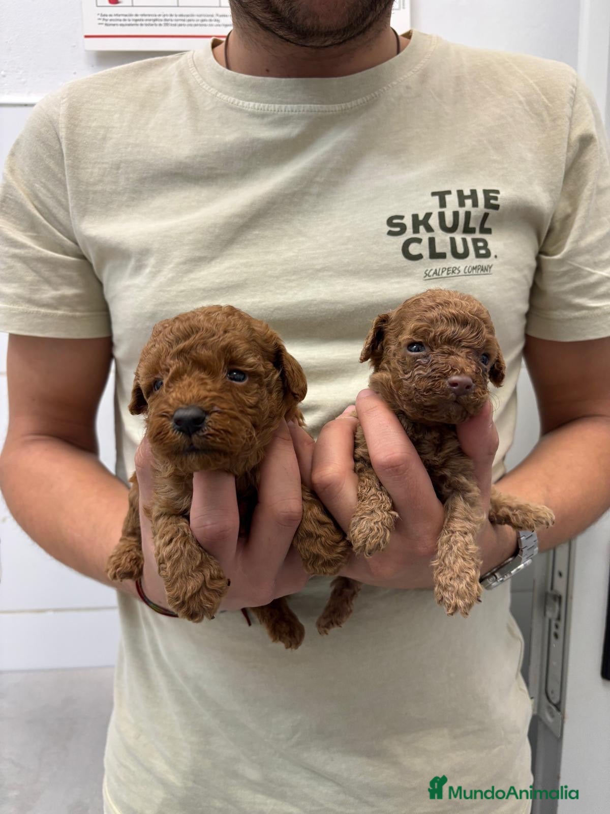 Caniche Toy perros Cachorros Caniche Toy 1.400€  - Anuncio 2