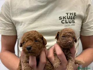 Caniche Toy perros Cachorros Caniche Toy 1.400€ - Anuncio 2
