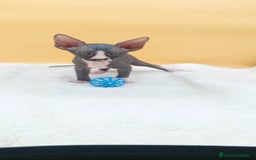 Sphynx gatos en venta: Hembrita bicolor  - Imagen 9