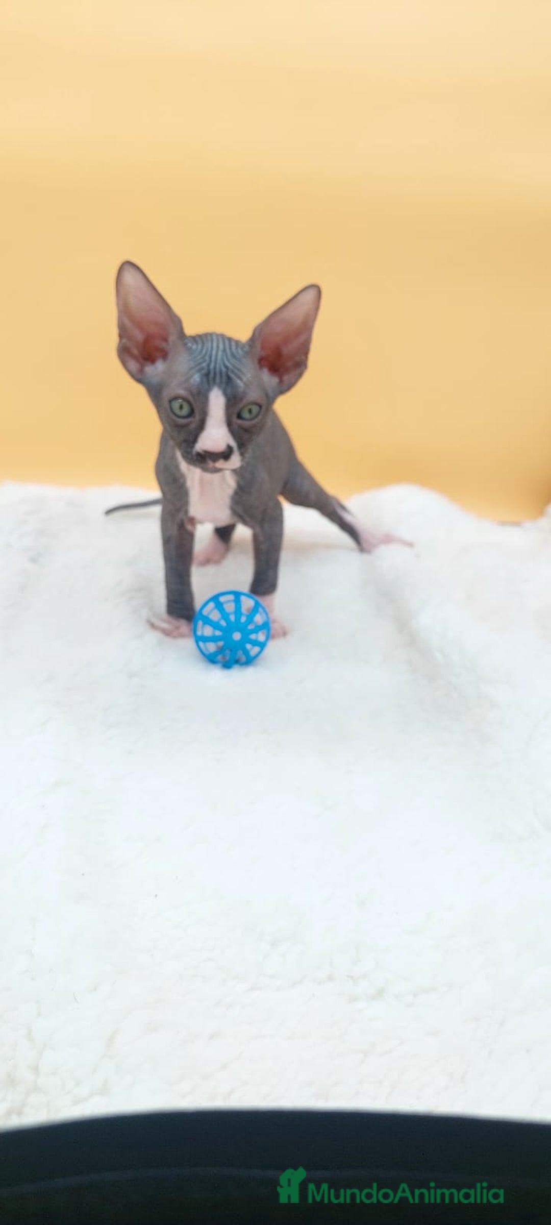 Sphynx gatos en venta: Hembrita bicolor  - Imagen 9