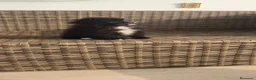 Pomerania perros en venta: Pomerania TOY Negra hembra super Mini  - Anuncio 7