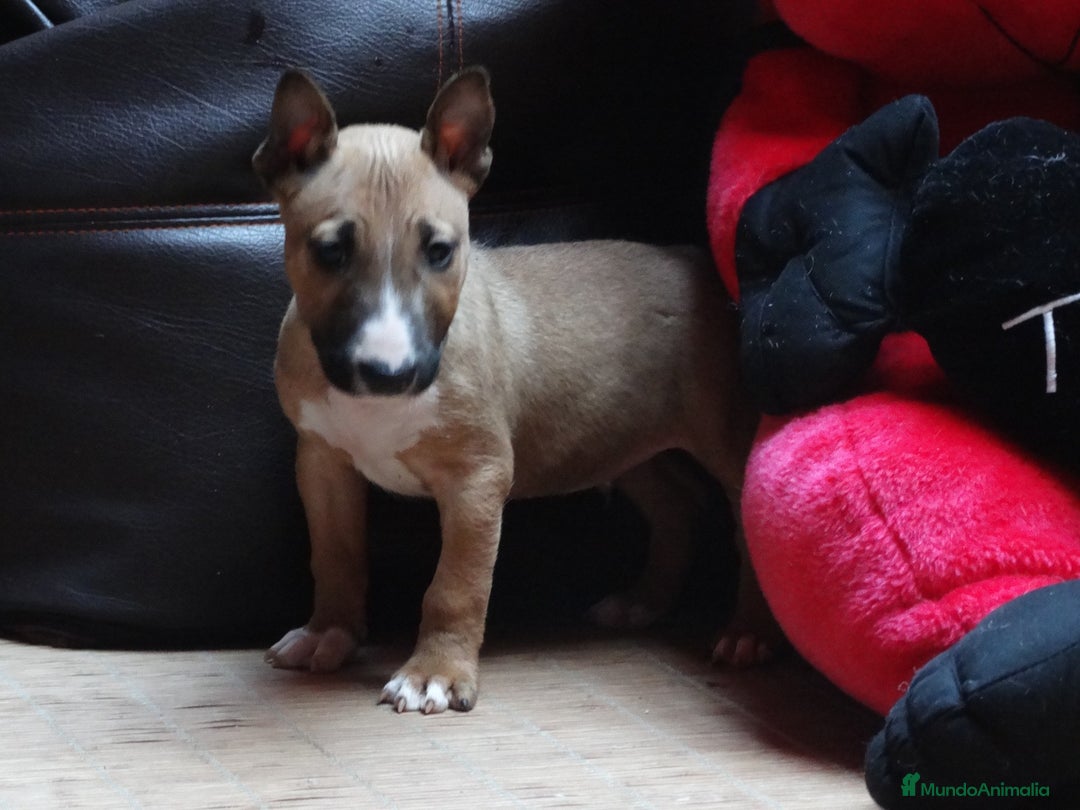 Bull Terrier perros en venta: CACHORROS BULL TERRIER - Imagen 3