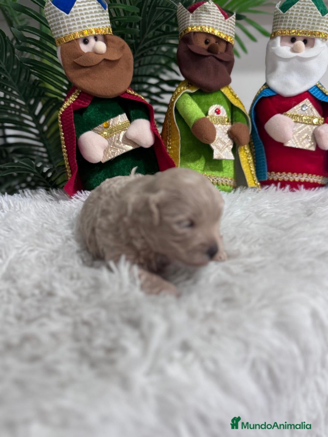 Maltipoo perros en venta: MALTIPOO MACHO - Anuncio 16