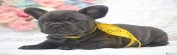 Bulldog Francés perros en venta: bulldog frances blue - Anuncio 2