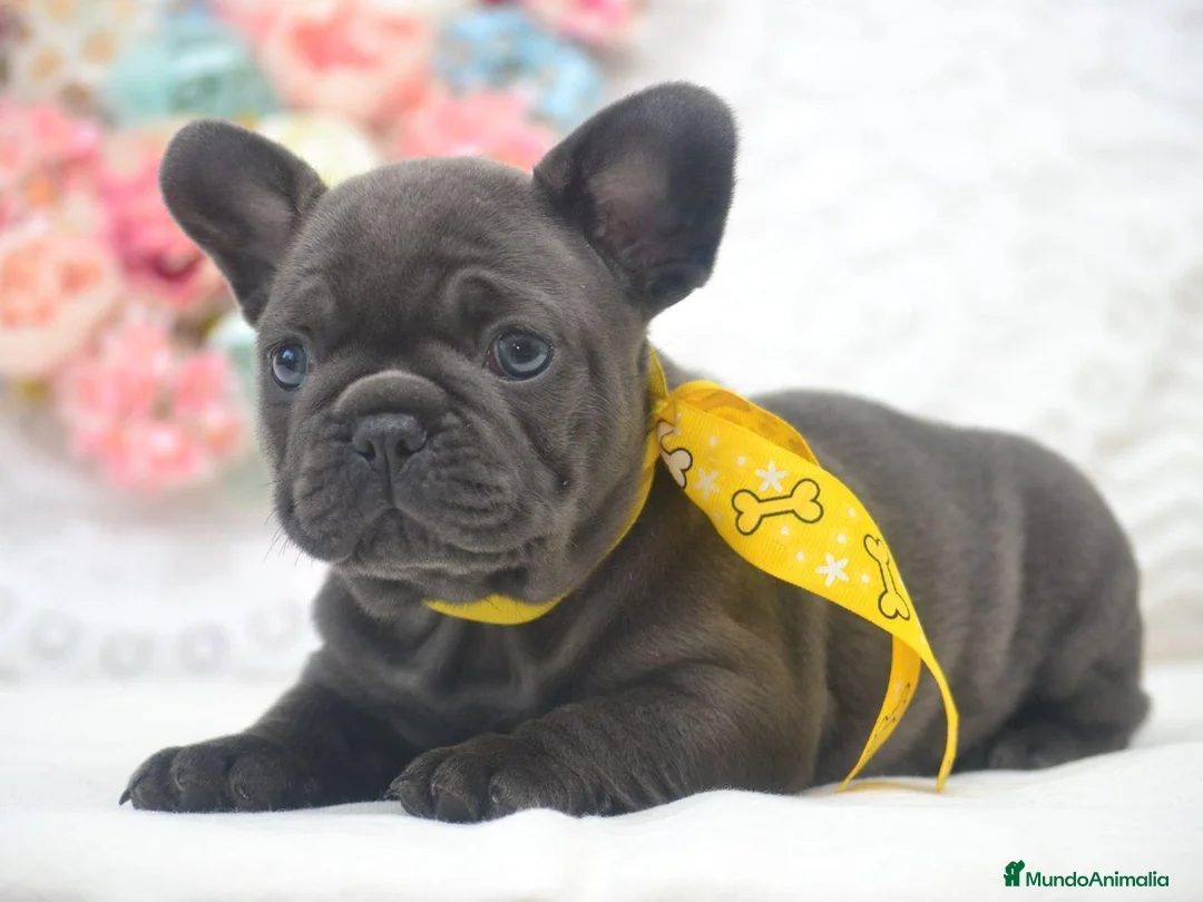 Bulldog Francés perros en venta: bulldog frances blue - Anuncio 2