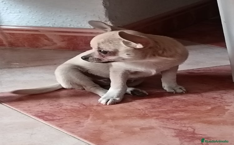 Chihuahua perros - Anuncio 16