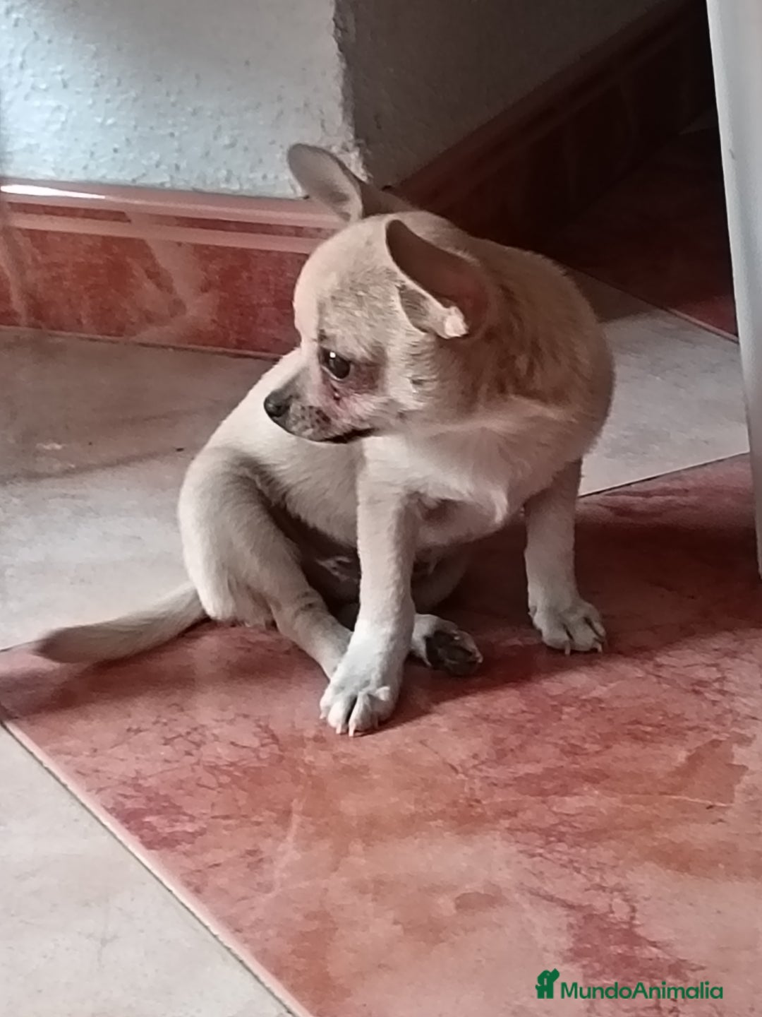 Chihuahua perros en venta: Chihuahua macho  - Imagen 1