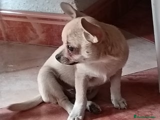 Chihuahua perros - Anuncio 29