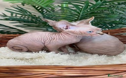 Sphynx gatos en venta: Gatitas sphynx  - Anuncio 4