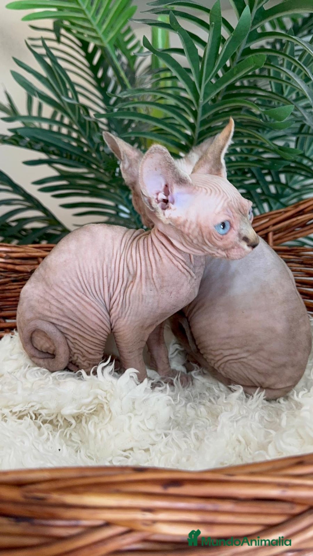 Sphynx gatos en venta: Gatitas sphynx  - Anuncio 4