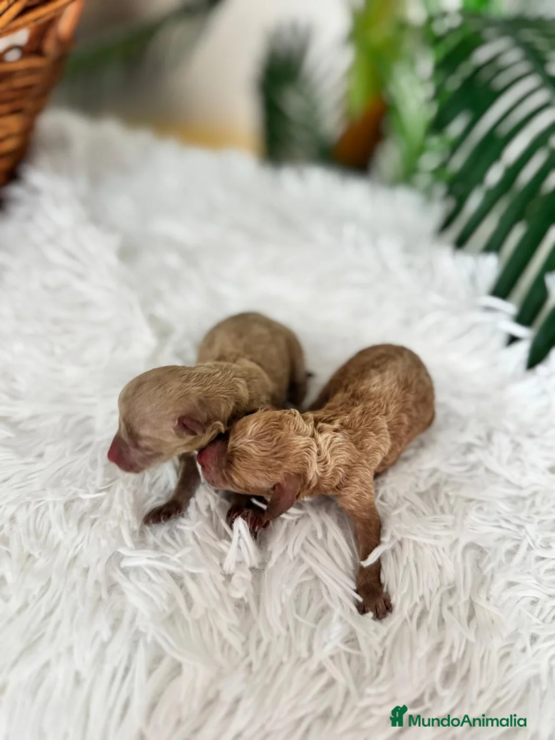 Caniche Toy perros en venta: CANICHE TOY HEMBRA - Anuncio 1