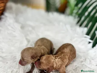 Caniche Toy perros CANICHE TOY HEMBRA - Anuncio 1