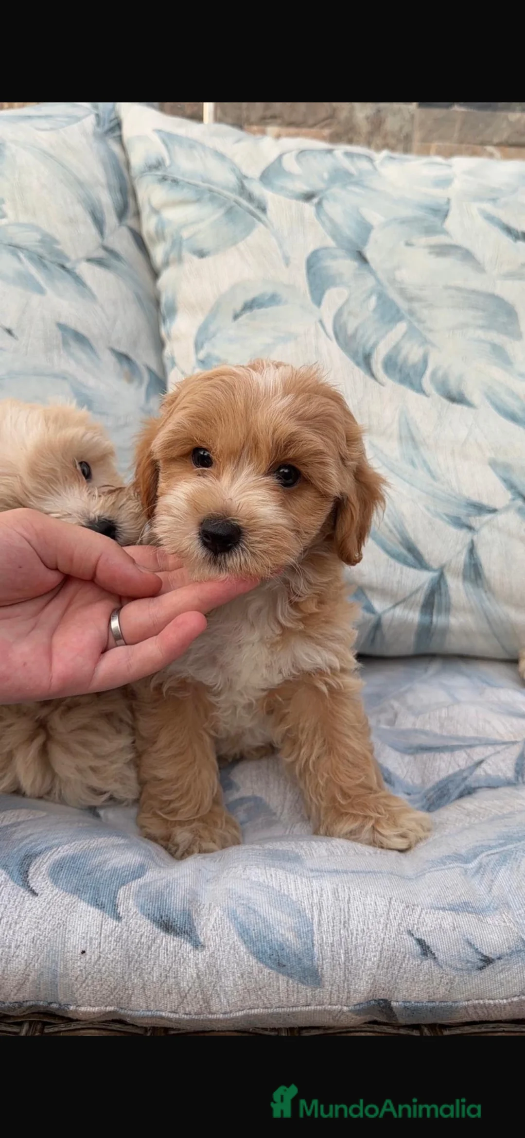 Maltipoo perros en venta: Maltipoo disponibles  - Anuncio 6
