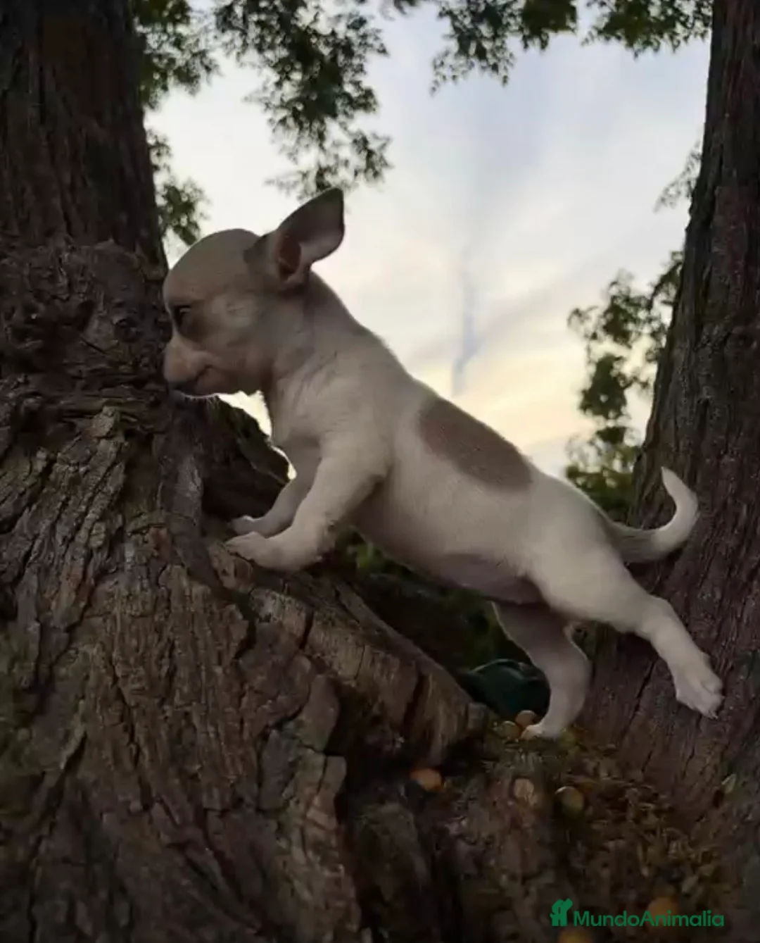 Chihuahua perros en venta: Chihuhuas hembras  - Anuncio 1