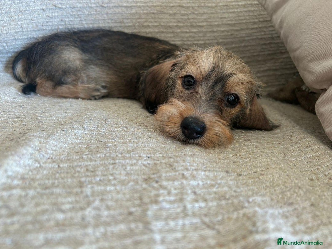 Teckel perros en venta: Teckel kaninchen de pelo duro  - Imagen 1