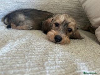 Teckel perros - Anuncio 3