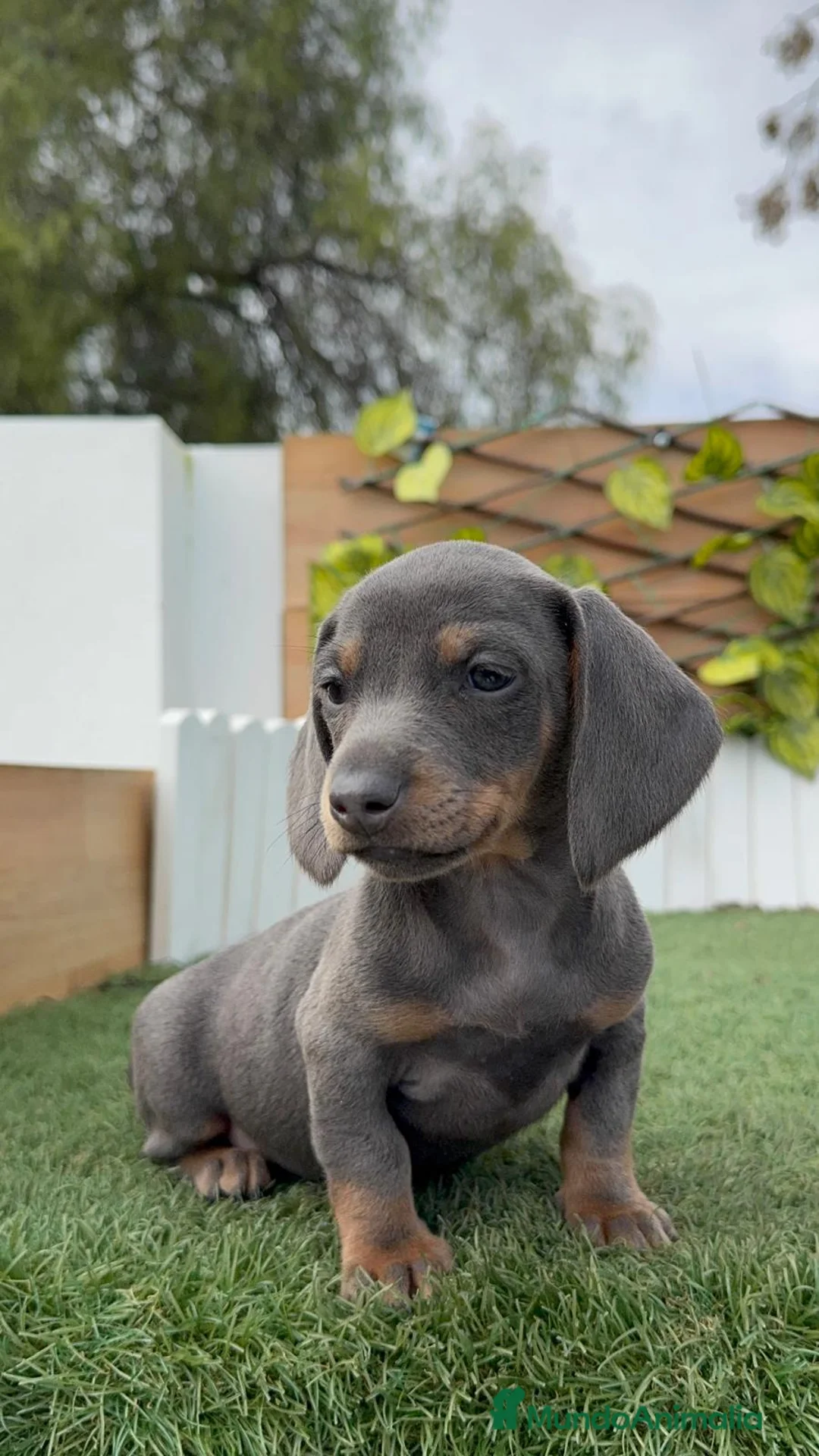 Teckel Miniatura perros en venta: TECKEL MINIATURA BLE - Anuncio 5