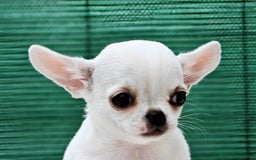 Chihuahua perros en venta: Chihuahuas toy cabeza de manzana - Imagen 10