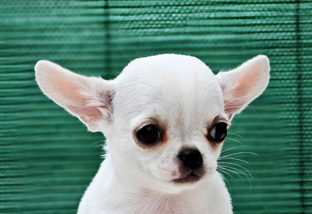Chihuahua perros en venta: Chihuahuas toy cabeza de manzana - Imagen 10