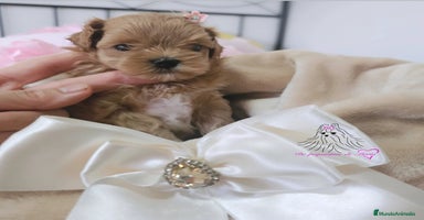 Maltipoo perros - Anuncio 3