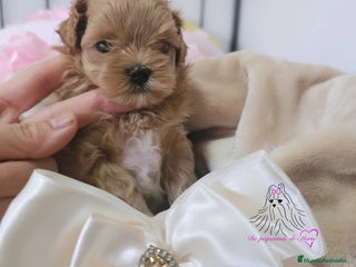 Maltipoo perros - Anuncio 6